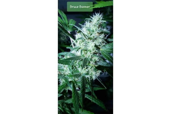 Bruce Banner 3 (Zamnesia Seeds) Feminiserede Bruce Banner 3 (Zamnesia Seeds) Feminiserede