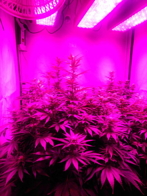 Bruce Banner 3 (Zamnesia Seeds) Feminiserede Bruce Banner 3 (Zamnesia Seeds) Feminiserede