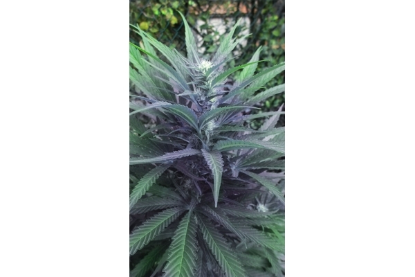 Kalini Asia (Zamnesia Seeds) Feminiserede Kalini Asia (Zamnesia Seeds) Feminiserede