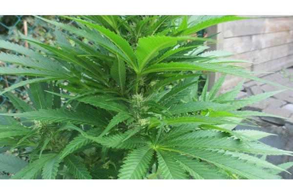 Kalini Asia (Zamnesia Seeds) Feminiserede Kalini Asia (Zamnesia Seeds) Feminiserede