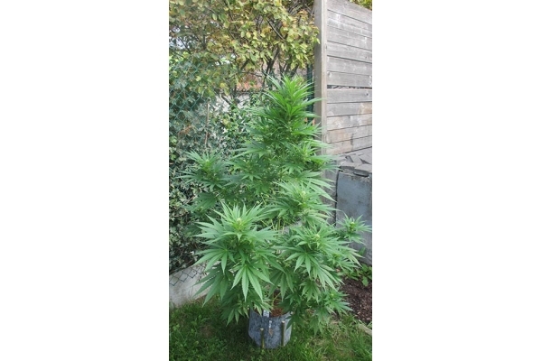 Kalini Asia (Zamnesia Seeds) Feminiserede Kalini Asia (Zamnesia Seeds) Feminiserede