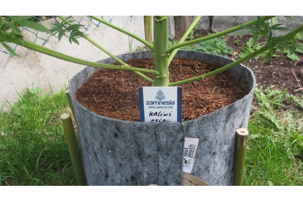 Kalini Asia (Zamnesia Seeds) Feminiserede Kalini Asia (Zamnesia Seeds) Feminiserede
