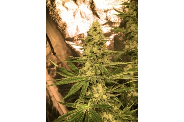 Larry Bird Kush (Zamnesia Seeds) Feminiserede Larry Bird Kush (Zamnesia Seeds) Feminiserede