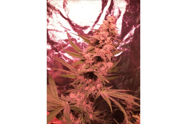 Larry Bird Kush (Zamnesia Seeds) Feminiserede Larry Bird Kush (Zamnesia Seeds) Feminiserede