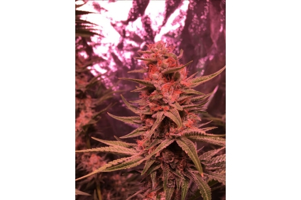Larry Bird Kush (Zamnesia Seeds) Feminiserede Larry Bird Kush (Zamnesia Seeds) Feminiserede
