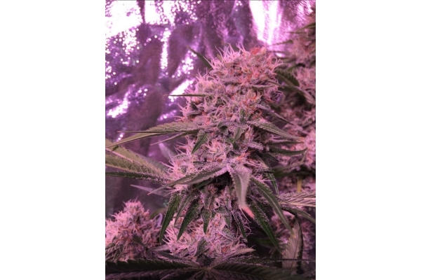 Larry Bird Kush (Zamnesia Seeds) Feminiserede Larry Bird Kush (Zamnesia Seeds) Feminiserede