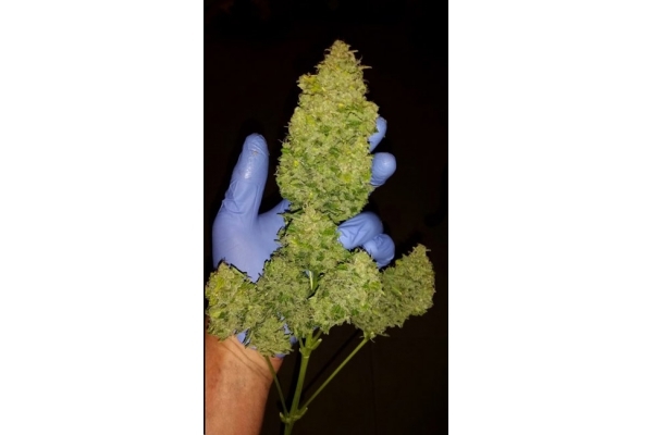 Larry Bird Kush (Zamnesia Seeds) Feminiserede Larry Bird Kush (Zamnesia Seeds) Feminiserede