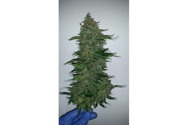 Larry Bird Kush (Zamnesia Seeds) Feminiserede Larry Bird Kush (Zamnesia Seeds) Feminiserede