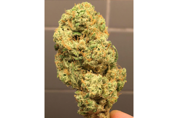 Larry Bird Kush (Zamnesia Seeds) Feminiserede Larry Bird Kush (Zamnesia Seeds) Feminiserede