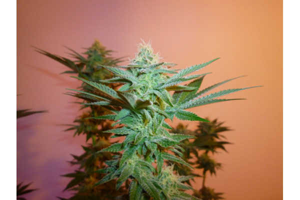 Larry Bird Kush (Zamnesia Seeds) Feminiserede Larry Bird Kush (Zamnesia Seeds) Feminiserede