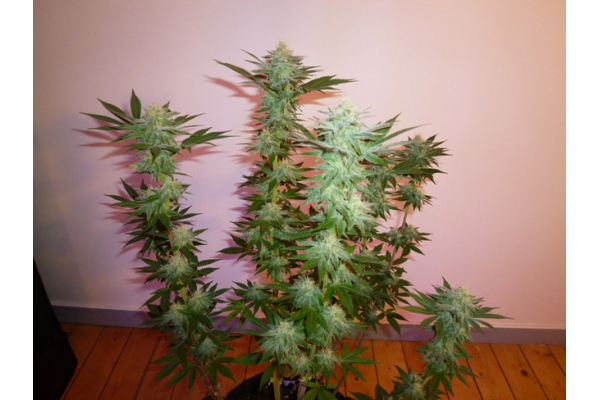 Larry Bird Kush (Zamnesia Seeds) Feminiserede Larry Bird Kush (Zamnesia Seeds) Feminiserede