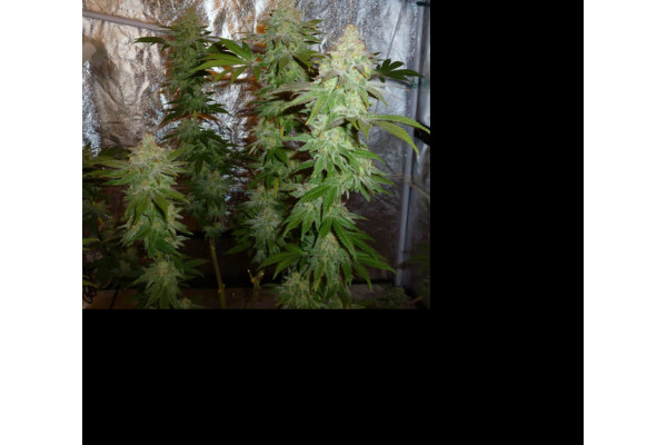 Larry Bird Kush (Zamnesia Seeds) Feminiserede Larry Bird Kush (Zamnesia Seeds) Feminiserede