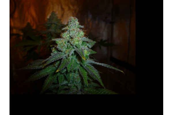Larry Bird Kush (Zamnesia Seeds) Feminiserede Larry Bird Kush (Zamnesia Seeds) Feminiserede