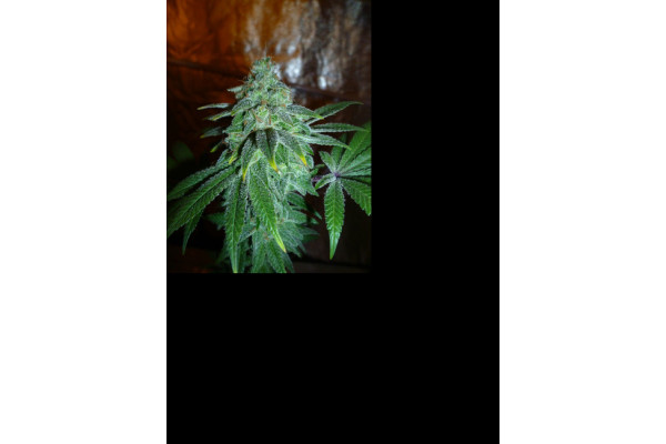 Larry Bird Kush (Zamnesia Seeds) Feminiserede Larry Bird Kush (Zamnesia Seeds) Feminiserede
