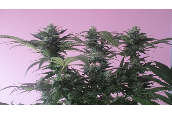 Sticky Beast (Zamnesia Seeds) Feminiserede Sticky Beast (Zamnesia Seeds) Feminiserede