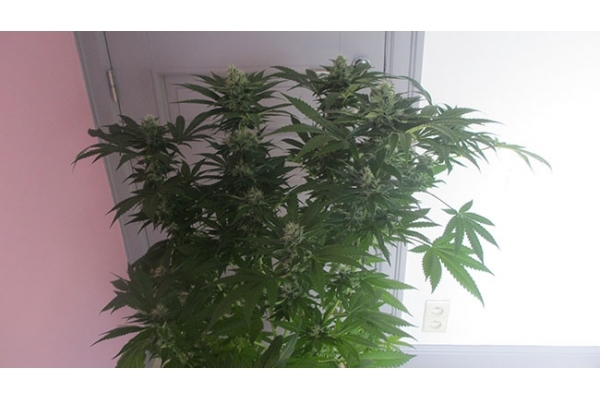 Sticky Beast (Zamnesia Seeds) Feminiserede Sticky Beast (Zamnesia Seeds) Feminiserede