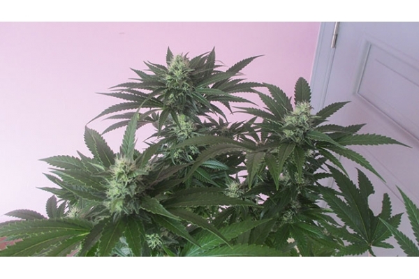 Sticky Beast (Zamnesia Seeds) Feminiserede Sticky Beast (Zamnesia Seeds) Feminiserede