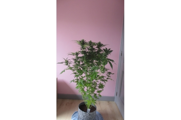 Sticky Beast (Zamnesia Seeds) Feminiserede Sticky Beast (Zamnesia Seeds) Feminiserede