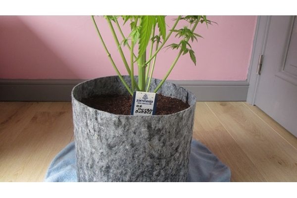 Sticky Beast (Zamnesia Seeds) Feminiserede Sticky Beast (Zamnesia Seeds) Feminiserede