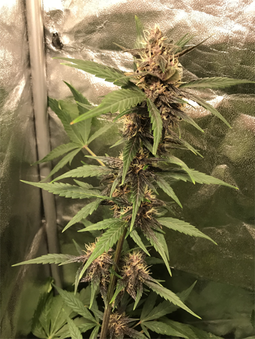 Auto Purple CousKush (Zamnesia Seeds) Feminiserede Auto Purple CousKush (Zamnesia Seeds) Feminiserede