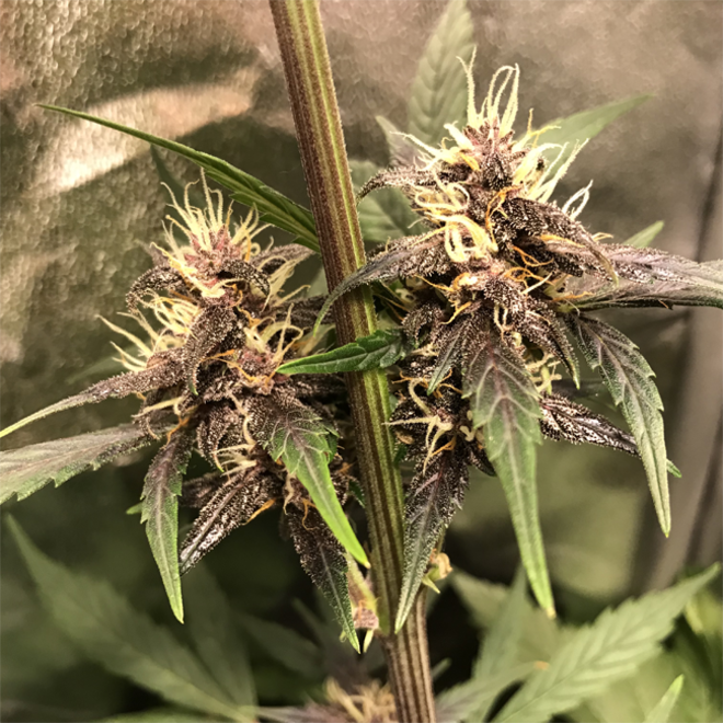 Auto Purple CousKush (Zamnesia Seeds) Feminiserede Auto Purple CousKush (Zamnesia Seeds) Feminiserede