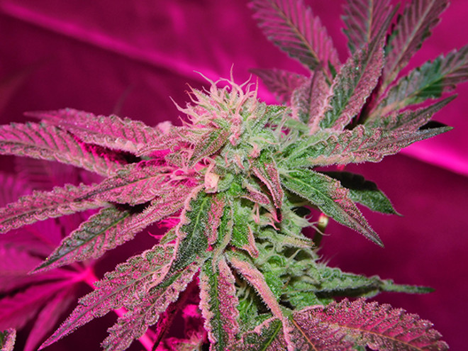 Gelato (Zamnesia Seeds) Feminiserede Gelato (Zamnesia Seeds) Feminiserede