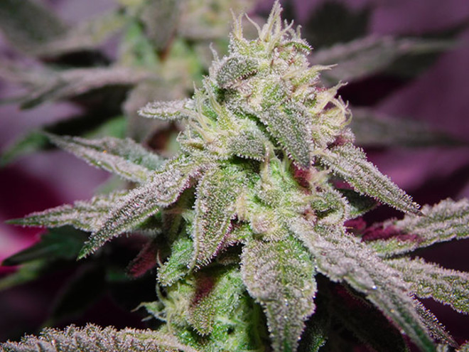 Gelato (Zamnesia Seeds) Feminiserede Gelato (Zamnesia Seeds) Feminiserede