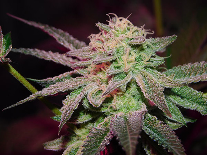 Gelato (Zamnesia Seeds) Feminiserede Gelato (Zamnesia Seeds) Feminiserede