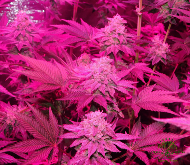 Gelato (Zamnesia Seeds) Feminiserede Gelato (Zamnesia Seeds) Feminiserede