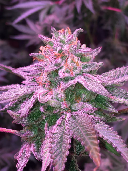 Gelato (Zamnesia Seeds) Feminiserede Gelato (Zamnesia Seeds) Feminiserede