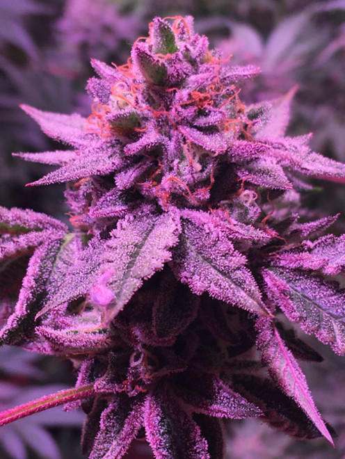 Gelato (Zamnesia Seeds) Feminiserede Gelato (Zamnesia Seeds) Feminiserede