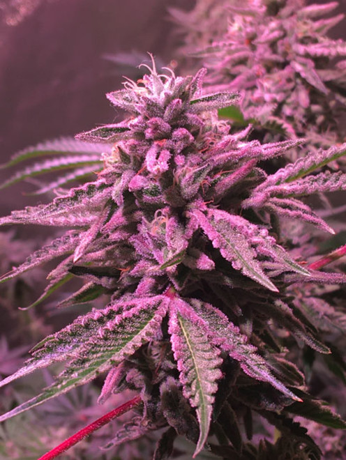 Gelato (Zamnesia Seeds) Feminiserede Gelato (Zamnesia Seeds) Feminiserede