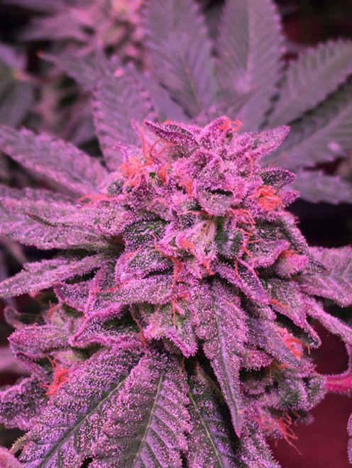 Gelato (Zamnesia Seeds) Feminiserede Gelato (Zamnesia Seeds) Feminiserede