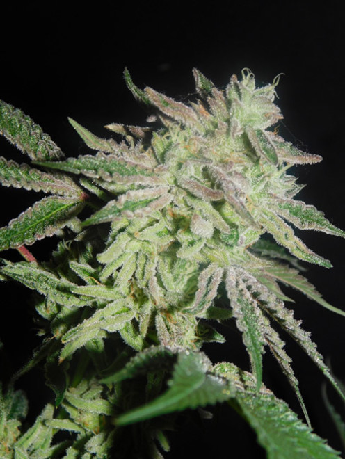 Gelato (Zamnesia Seeds) Feminiserede Gelato (Zamnesia Seeds) Feminiserede