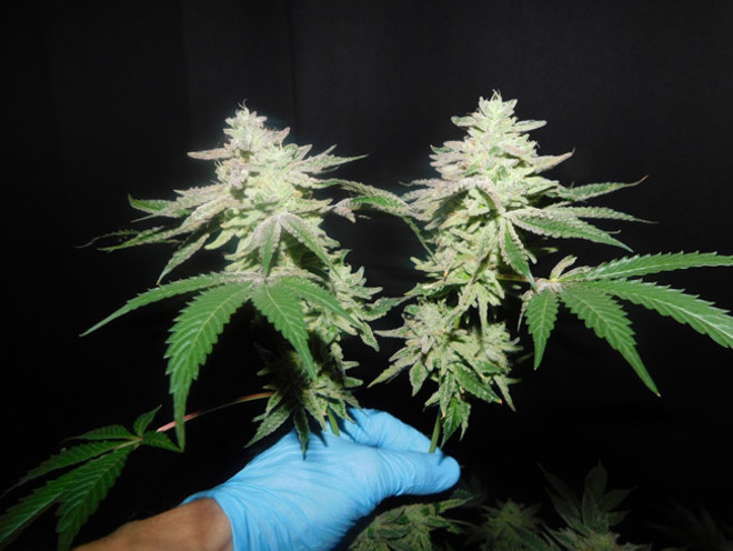 Gelato (Zamnesia Seeds) Feminiserede Gelato (Zamnesia Seeds) Feminiserede