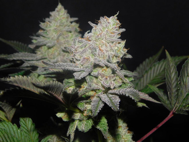 Gelato (Zamnesia Seeds) Feminiserede Gelato (Zamnesia Seeds) Feminiserede