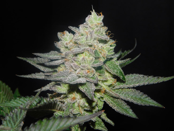 Gelato (Zamnesia Seeds) Feminiserede Gelato (Zamnesia Seeds) Feminiserede