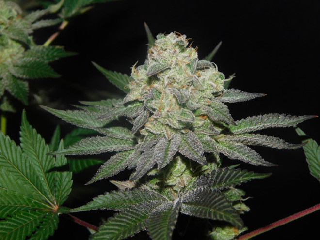 Gelato (Zamnesia Seeds) Feminiserede Gelato (Zamnesia Seeds) Feminiserede