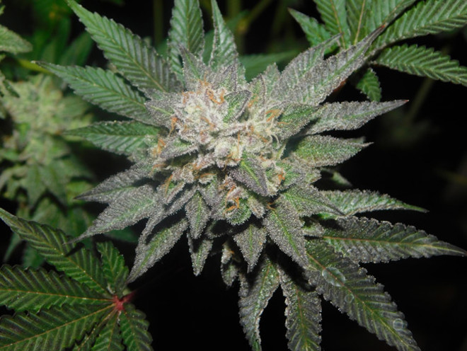 Gelato (Zamnesia Seeds) Feminiserede Gelato (Zamnesia Seeds) Feminiserede