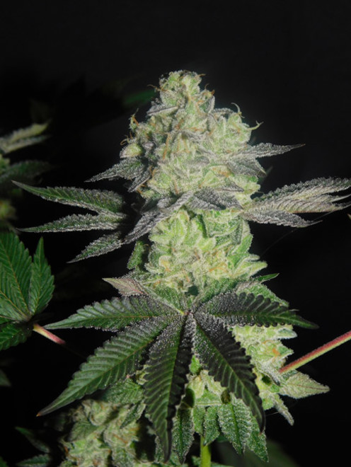 Gelato (Zamnesia Seeds) Feminiserede Gelato (Zamnesia Seeds) Feminiserede