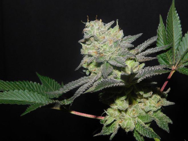 Gelato (Zamnesia Seeds) Feminiserede Gelato (Zamnesia Seeds) Feminiserede