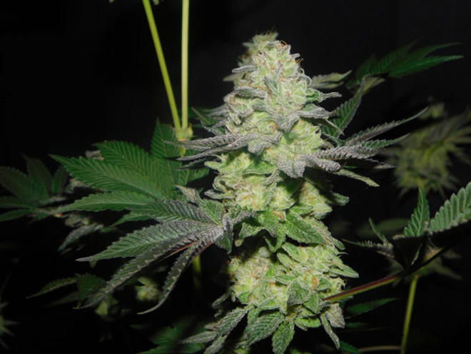 Gelato (Zamnesia Seeds) Feminiserede Gelato (Zamnesia Seeds) Feminiserede