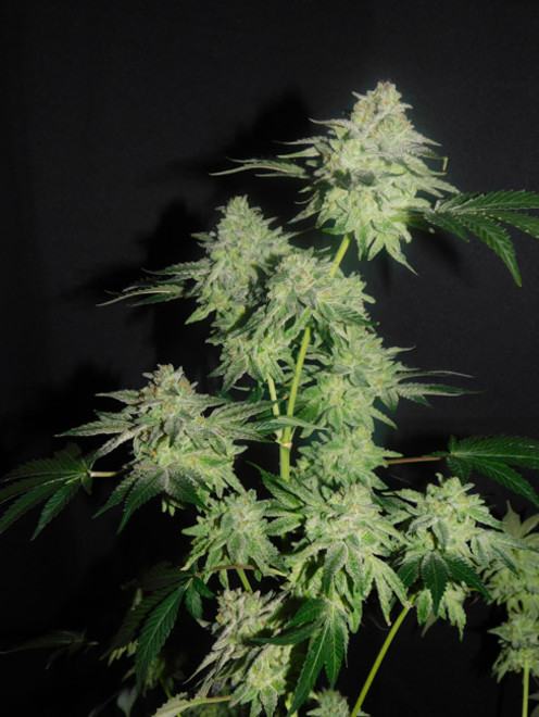 Gelato (Zamnesia Seeds) Feminiserede Gelato (Zamnesia Seeds) Feminiserede