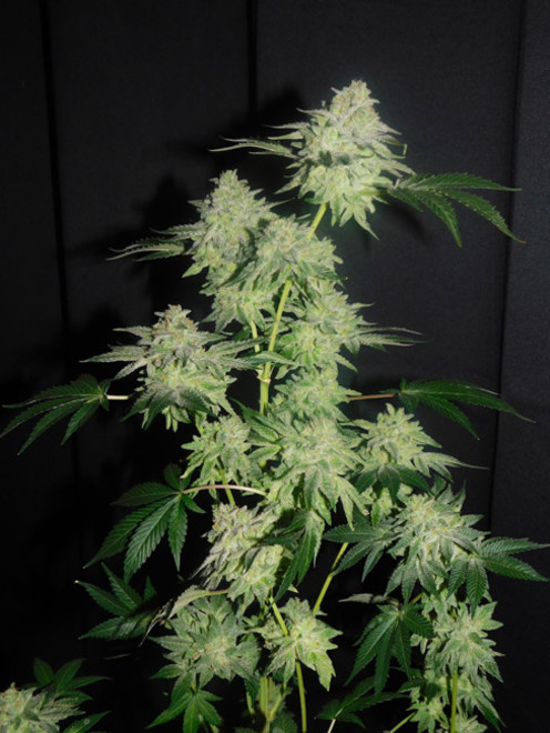 Gelato (Zamnesia Seeds) Feminiserede Gelato (Zamnesia Seeds) Feminiserede