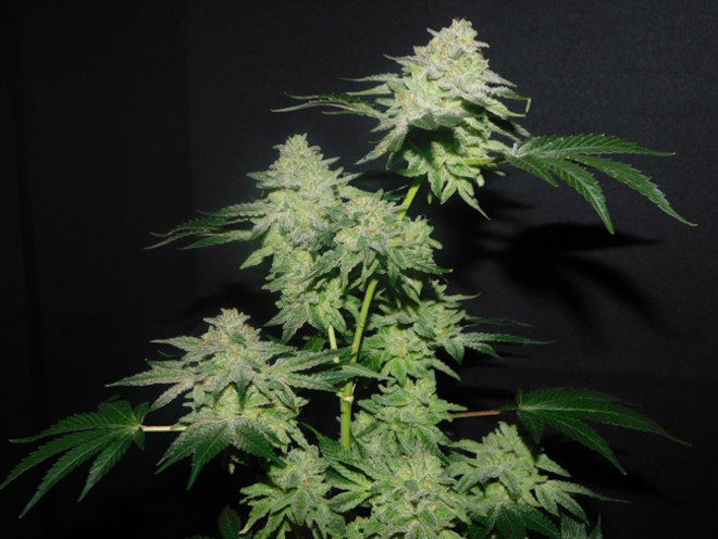 Gelato (Zamnesia Seeds) Feminiserede Gelato (Zamnesia Seeds) Feminiserede