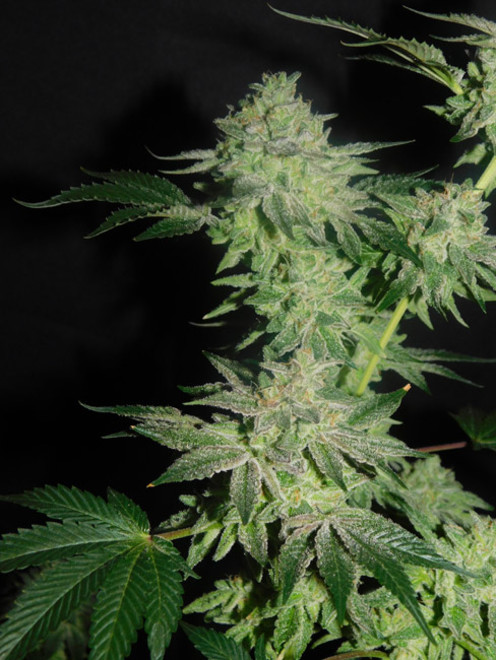 Gelato (Zamnesia Seeds) Feminiserede Gelato (Zamnesia Seeds) Feminiserede