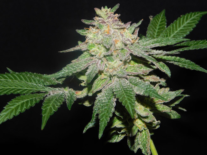 Gelato (Zamnesia Seeds) Feminiserede Gelato (Zamnesia Seeds) Feminiserede