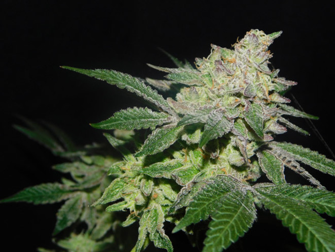 Gelato (Zamnesia Seeds) Feminiserede Gelato (Zamnesia Seeds) Feminiserede