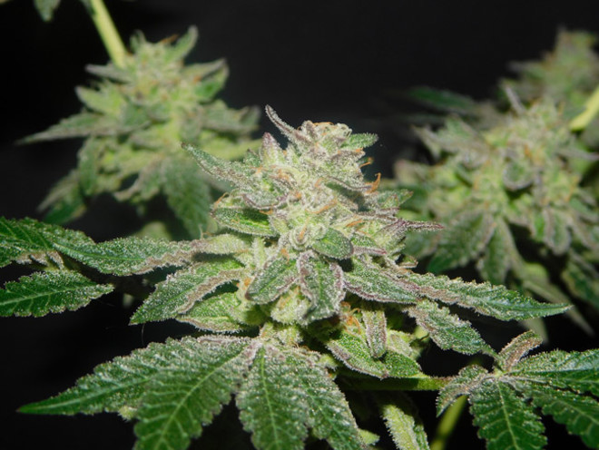 Gelato (Zamnesia Seeds) Feminiserede Gelato (Zamnesia Seeds) Feminiserede
