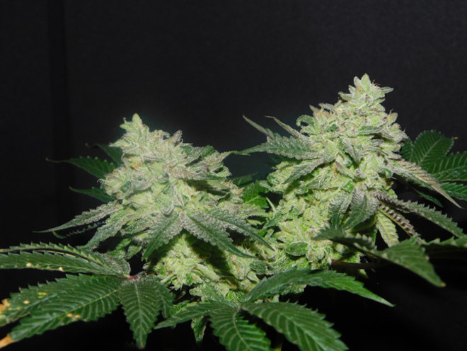 Gelato (Zamnesia Seeds) Feminiserede Gelato (Zamnesia Seeds) Feminiserede